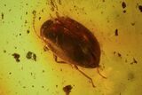 Fossil Beetle & Springtail In Baltic Amber #69242-1